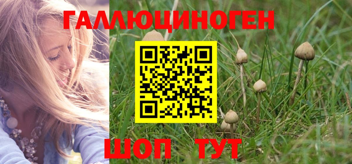 Псилоцибиновые грибы GOLDEN TEACHER  Галлюциногенные грибы Cubensis  Вход с VPN  Новосибирск 